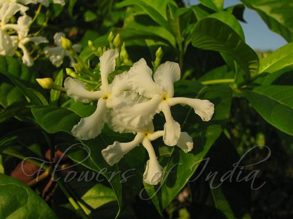 Orange Dutchman's Shoes